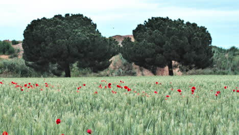 bird-flying-over-a-field-of-red-poppies-in-south-of-France