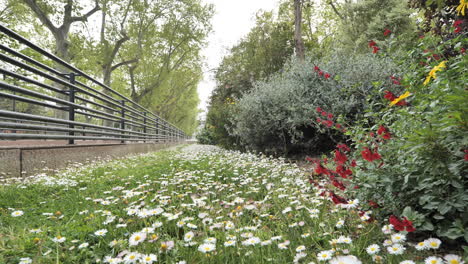 Gänseblümchenblüten-In-Der-Stadt-Montpellier-Während-Der-Frühlingsreise