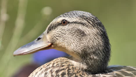 Close-up-shot-of-a-beautiful-female-mallard-duck-blurry-background