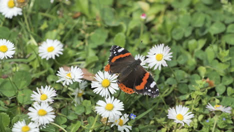 Schmetterling-An-Einem-Sonnigen-Frühlingstag-In-Frankreich