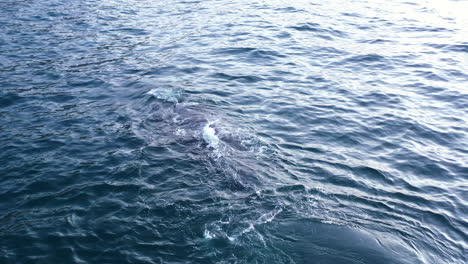 Luftaufnahmen-Eines-Buckelwals,-Der-In-Südafrika-Taucht-Und-Wieder-Auftaucht