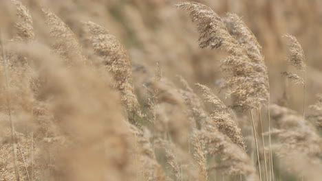 field-of-wheat-close-up-shot-sunny-day