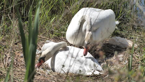 Cygnus-olor-couple-of-mute-swans-cleaning-themselves-near-garbage-in-a-nest