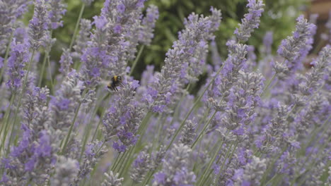 Bumblebee-Bombus-pratorum-on-lavender-flowers-France