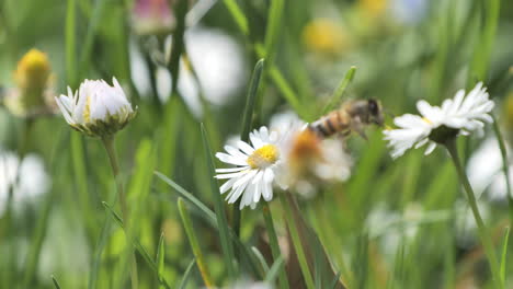 Worker-bee-collecting-pollen-from-daisy-to-daisy-flowers