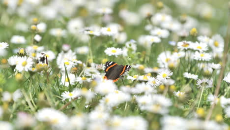Schmetterling-Auf-Gänseblümchen-In-Einem-Feld,-Nahaufnahme,-Frühling,-Frankreich