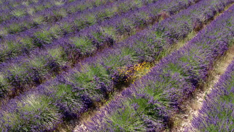 Lavendelfeld-In-Der-Nähe,-Luftaufnahme-Darüber,-Frankreich,-Provence