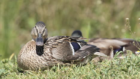 Female-mallard-duck-on-grass-with-males-in-background-sunny-day