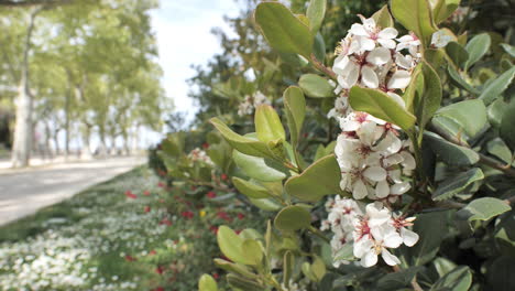 Weiße-Blumen-Und-Vegetation-Blühen-Im-Frühling-Im-öffentlichen-Garten-Von-Montpellier