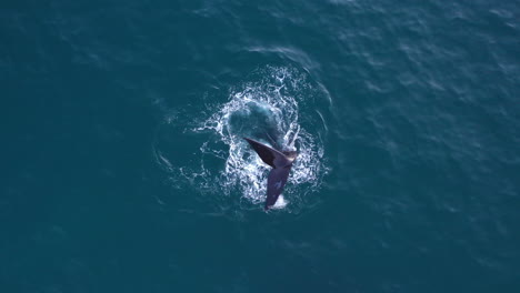 Aerial-shot-of-a-humpback-whale-swimming-in-South-Africa's-clear-waters