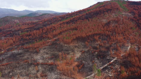 Verbrannte-Waldorangenbäume,-Trockene-Blätter-In-Südafrika,-Luftaufnahme