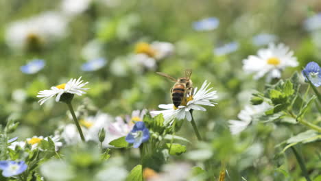 Biene-In-Einem-Gänseblümchenfeld,-Verschwommener-Hintergrund,-Nahaufnahme