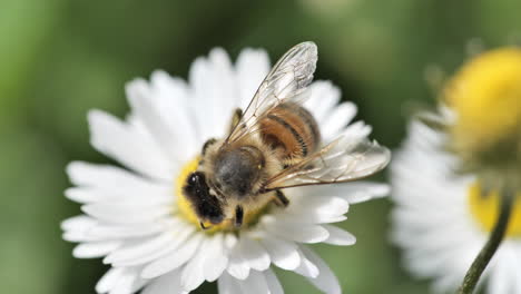 Biene-Auf-Einem-Gänseblümchen-Makro,-Nahaufnahme-Eines-Sonnigen-Frühlingstages