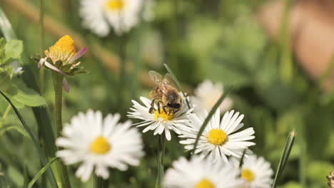 Gänseblümchen-Im-Gras-Mit-Einer-Biene-Aus-Nächster-Nähe-Frühling-Frankreich