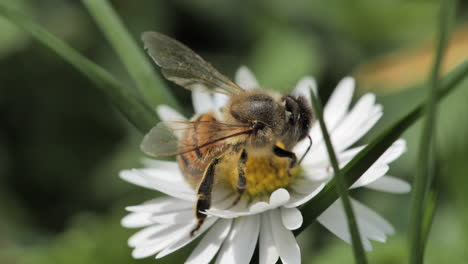 Anthophila-Makro-Nahaufnahme-Einer-Honigbiene-Auf-Einem-Gänseblümchen,-Frankreich