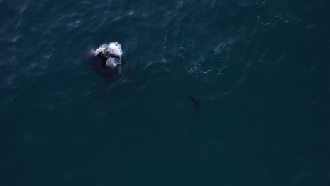 A-humpback-whale-rises-out-of-the-water-and-splashes-back-down-in-an-aerial-shot