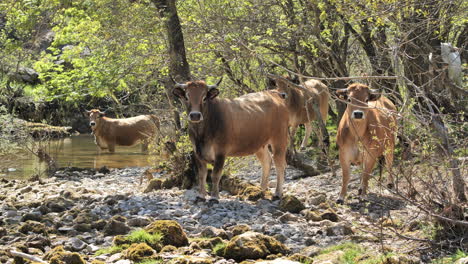 Brown-cows-in-a-forest-along-a-river-fixing-the-camera-France-Occitanie
