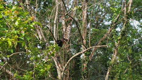 Spider-monkeys-(Ateles-geoffroyi)-leap-across-Costa-Rican-branches.