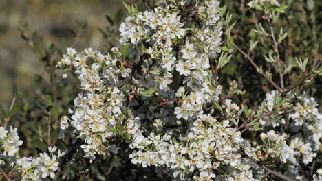 Weiße-Blumen-Blühen-Aus-Zweigen,-Frühling,-Frankreich,-Sonniger-Tag