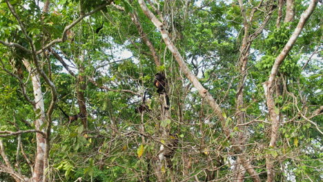 Ateles-Geoffroyi:-Klammeraffen-Navigieren-Durch-Bäume-In-Costa-Rica.