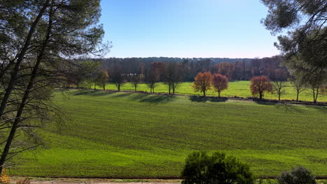 Schöne-Grüne-Felder-Zwischen-Kiefern,-Sonniger-Lufttag