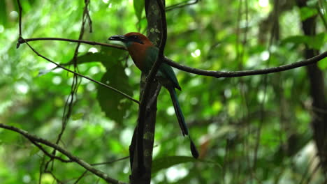 Motmot-in-Costa-Rica's-rainforest,-showcasing-its-distinctive-tail-ritual.