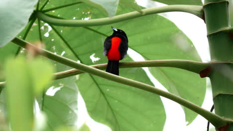Bright-Passerini's-Tanager-amidst-tropical-foliage.