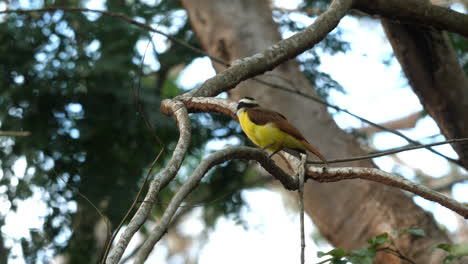 Der-Soziale-Fliegenfänger-Ruht-Auf-Einem-Ast-Inmitten-Der-Grünen-Vegetation-Costa-Ricas.