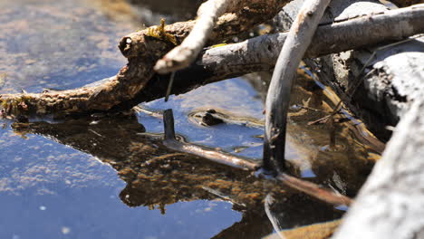 frog-under-dead-branches-in-a-pond-France