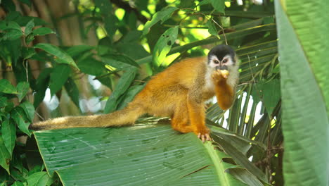 A-squirrel-monkey-in-Costa-Rica's-unspoiled-wilderness-eating-a-fruit