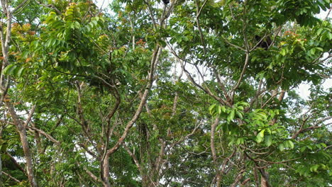 Ateles-Geoffroyi:-Die-Temperamentvollen-Bewohner-Der-Bäume-Costa-Ricas.