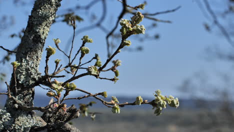 Zweige-Eines-Baumes-Voller-Knospen-Frühlingssaison-Frankreich-Blauer-Himmelshintergrund