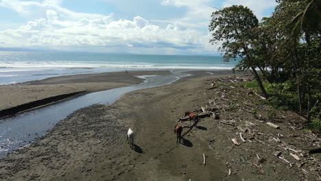 River-horses-and-tropical-beach-aerial-shot-Costa-Rica