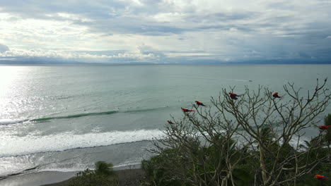 Costa-Rica-aerial-colorful-parrots-soaring-above-the-rhythmic-ocean-waves.