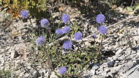Pequeñas-Flores-De-Color-Púrpura-Sobre-Pequeñas-Rocas-En-El-Suelo-Seco-Del-Sur-De-Francia.