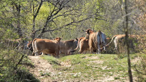 Herde-Kühe,-Die-In-Einem-Wald-Weglaufen,-Sonniger-Frühlingstag-In-Frankreich