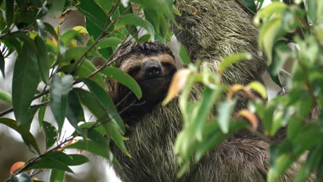 Sloth's-serene-move-in-the-wild.