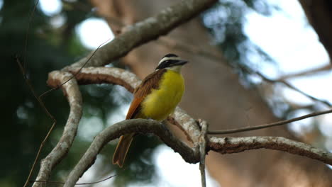 Vivid-Social-Flycatcher-perched-in-Costa-Rican-wilderness.