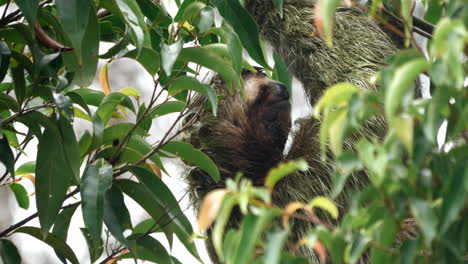 Sloth's-slow-treetop-traverse.