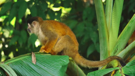 Un-Mono-Ardilla-Encuentra-La-Paz-En-Una-Hoja-De-Plátano-En-Costa-Rica.