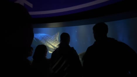 Ein-Großer-Walhai-Fasziniert-Touristen,-Die-Das-Berühmte-Kaiyukan-Aquarium-In-Osaka,-Japan,-Besuchen