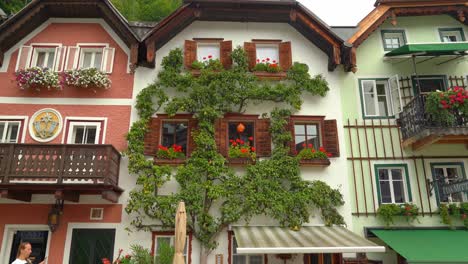 Birnbaum-Wächst-An-Der-Seite-Des-Hauses-In-Hallstatt