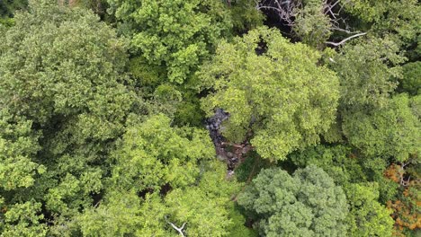 4k-Aerial-bird's-eye-view-shot-of-lush-Mexican-cloud-forest-outdoors-in-Veracruz-perfect-for-nature-and-travel-enthusiasts-at-daytime