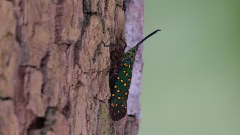 An-individual-seen-on-the-bark-going-up-a-tree-in-the-forest,-Saiva-gemmata-Lantern-Bug,-Thailand