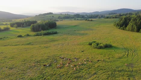 Eine-Filmische-Drohnenansicht,-Die-Eine-Herde-Kühe-Und-Die-Landschaft-Darunter-Einfängt