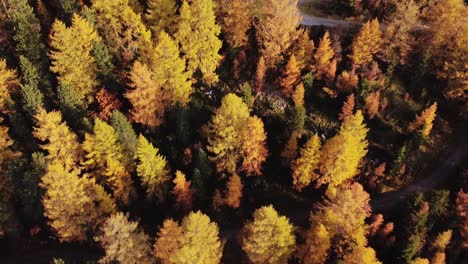 Orangefarbene-Herbstwaldbäume-Aus-Der-Luft-Am-Berghang-Mit-Wanderweg-In-Den-Alpen,-Innsbruck,-Österreich