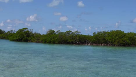 Statische-Aufnahme-Einiger-Bäume-Im-Meer-Auf-Exuma-Auf-Den-Bahamas