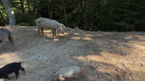 Family-of-young-wild-pigs-boars-of-Corsica