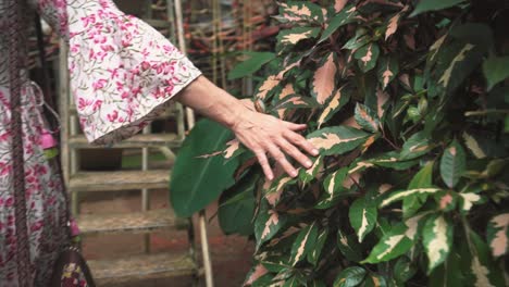 Una-Mujer-India-No-Identificable-Establece-Una-Conexión-Táctil-Con-Hojas-De-Plantas-Verdes-Vibrantes,-Usando-Sus-Manos-Para-Explorar-La-Belleza-De-La-Naturaleza-En-Panaji,-Goa,-India,-El-31-08-2023