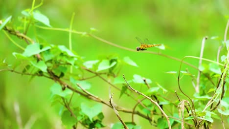 A-wild-dragonfly-flying-over-the-small-branches-of-a-tree---The-yellow-female-dragonfly-known-as-Black-tipped-percher-or-Charcoal-winged-percher-perches-on-twigs
